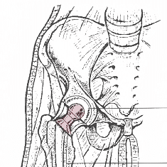 Rheuma, mehr als hundert verschiedene Krankheitsformen